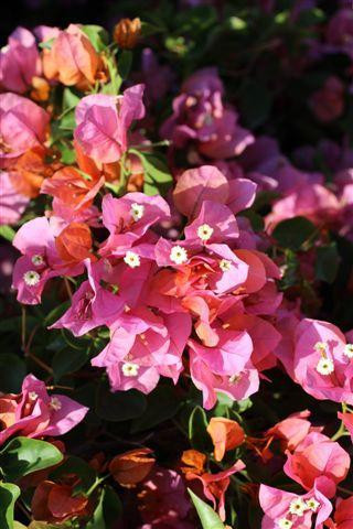 Bougainvillea 'Rosenka' (Pink/Gold) - Devil Mountain Wholesale Nursery