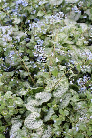 フラー・デラクール　プロフ必須★雪花オブシディアン六角柱B92Z2/51Z18A Brunnera macrophylla 'Jack Frost' (Green/Silver) - Devil Mountain