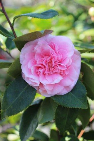 Camellia japonica 'Debutante' (Light Pink) - Devil Mountain Wholesale  Nursery