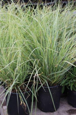 Carex 'Evergold' - Devil Mountain Wholesale Nursery
