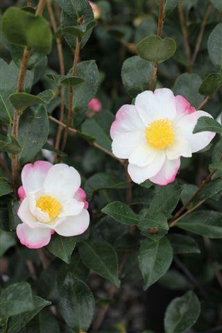 Camellia sasanqua 'Hana Jiman' (Pink/White) - Devil Mountain