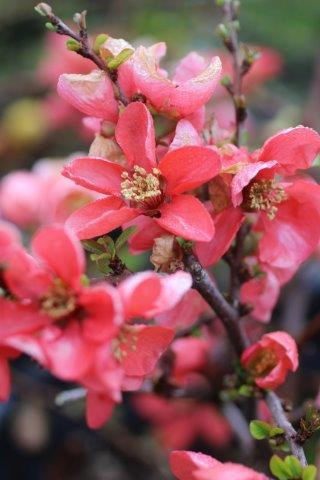 Chaenomeles japonica 'Texas Scarlet' - Devil Mountain Wholesale