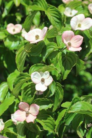 Cornus Kousa 'Heart Throb', Chinese Dogwood 'Heart Throb' in GardenTags  plant encyclopedia