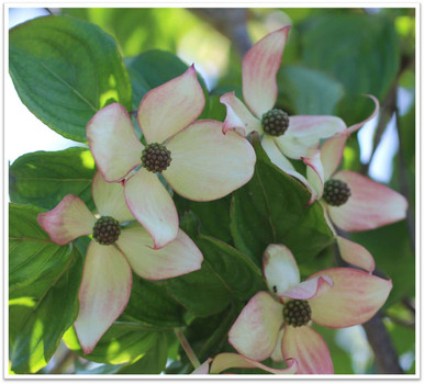 media__61613.1678812710.386.