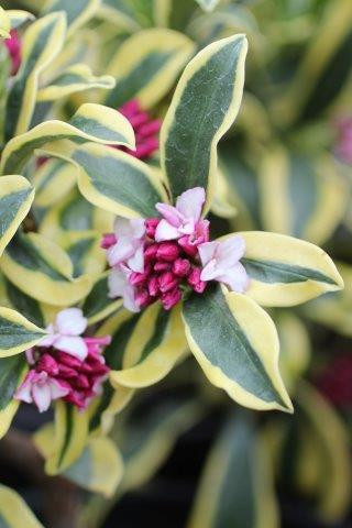 vanda orchid plants Blue or Pink Vanda