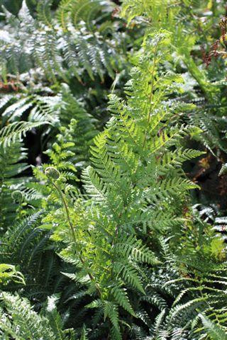 その他観葉植物 Dicksonia antarctica Dicksonia antarctica – The