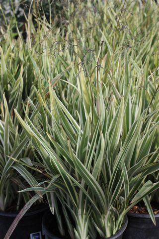 Dianella tasmanica 'Variegata' - Devil Mountain Wholesale Nursery