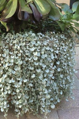 Dichondra Silver Falls - Devil Mountain Wholesale Nursery