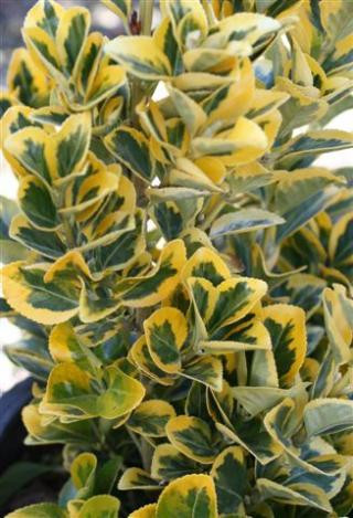 Euonymus japonicus 'Aureo Marginatus' - Devil Mountain Wholesale