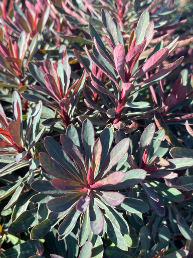 Euphorbia Miner's Merlot - Devil Mountain Wholesale Nursery