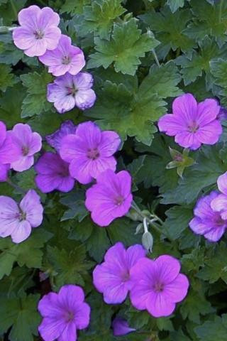 Geranium riversleaianum 'Russell Prichard' - Devil Mountain