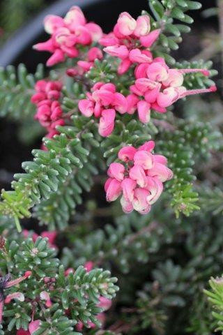 Grevillea lanigera 'Mt. Tamboritha' - Devil Mountain Wholesale Nursery Grevillea lanigera 'Mt. Tamboritha' - Devil Mountain Wholesale Nursery