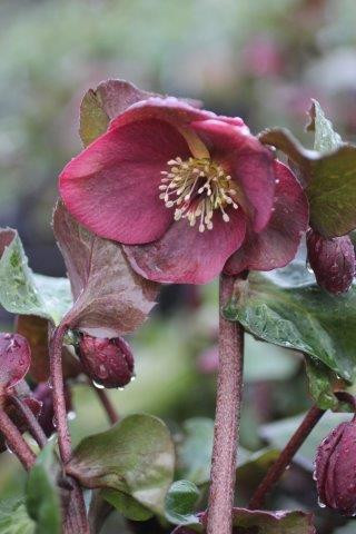 Helleborus FrostKiss™ Anna's Red - Devil Mountain Wholesale Nursery
