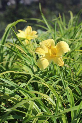 Hemerocallis 'Evergreen Yellow' - Devil Mountain Wholesale Nursery