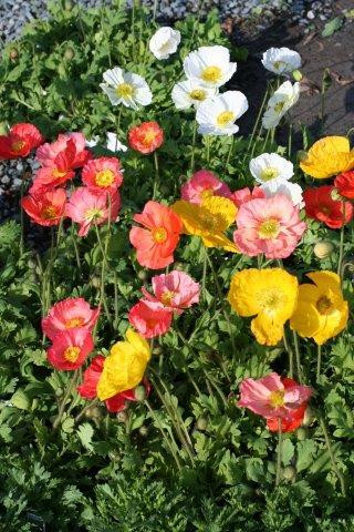 Iceland Poppy - Devil Mountain Wholesale Nursery