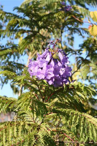 Jacaranda mimosifolia - Devil Mountain Wholesale Nursery