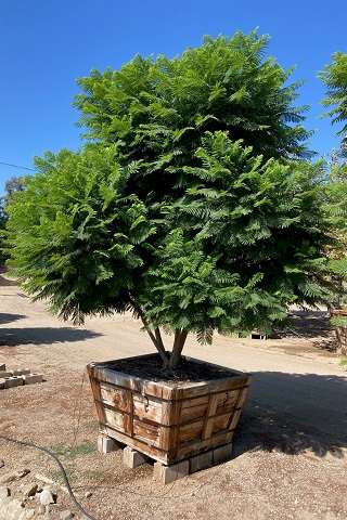 Jacaranda mimosifolia - Devil Mountain Wholesale Nursery