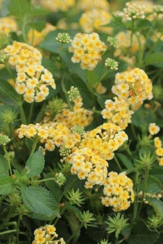 Lantana 'Chapel Hill Yellow' - Devil Mountain Wholesale Nursery