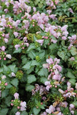 Lamium maculatum 'Pink Pewter' - Devil Mountain Wholesale Nursery
