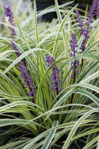 hortensie künstlich Künstliche Blume Hortensie Real Touch purpurrot 58 cm – Easyplants  Deutschland main image 0