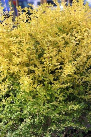 Ligustrum 'Sunshine' - Devil Mountain Wholesale Nursery