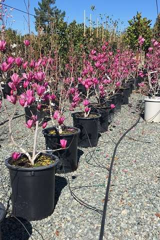 Magnolia soulangeana 'Alexandrina' - Devil Mountain Wholesale Nursery