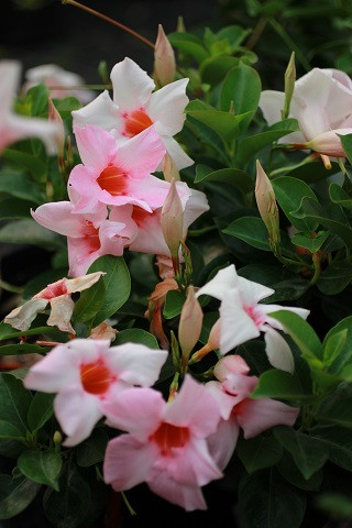 Mandevilla Sun Parasol Cream Pink - Devil Mountain Wholesale Nursery
