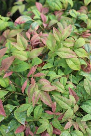 Nandina domestica Blush Pink™ - Devil Mountain Wholesale Nursery