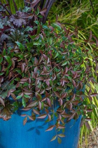 Nandina domestica Flirt™ - Devil Mountain Wholesale Nursery