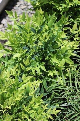 【選抜大株】ライムグリーン　モンタナ Nandina domestica 'Lemon-Lime' - Devil Mountain Wholesale Nursery