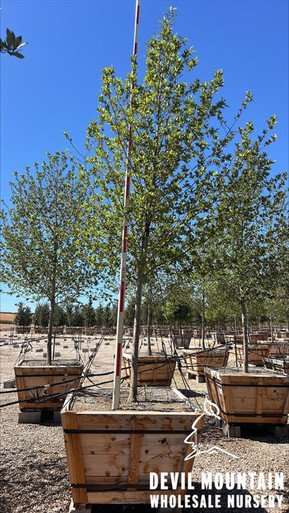 Nyssa sylvatica Afterburner® - Devil Mountain Wholesale Nursery