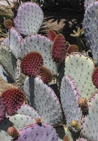 Opuntia santa-rita 'Tubac' - Devil Mountain Wholesale Nursery