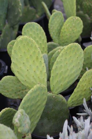 cactus mix potting soil Organic Cactus & Succulent Potting Soil  SoCal Soul Plants & Gifts