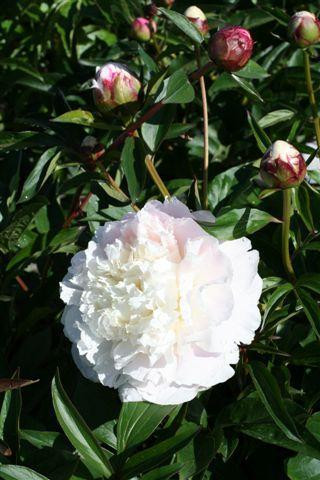 Paeonia lactiflora 'Shirley Temple' - Devil Mountain Wholesale Nursery