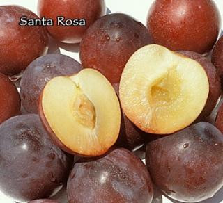 Plum 'Santa Rosa' - Devil Mountain Wholesale Nursery