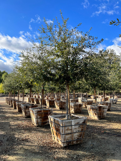 Quercus virginiana Cathedral - Devil Mountain Wholesale Nursery