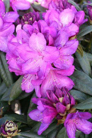Rhododendron 'Purple Passion' - Devil Mountain Wholesale Nursery