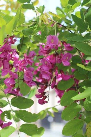 Robinia pseudoacacia 'Purple Robe' - Spring Grove Nursery