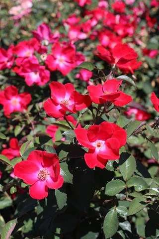 Rosa Home Run® (Shrub) - Devil Mountain Wholesale Nursery