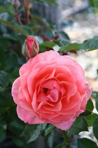 Rosa 'Jump for Joy' (Floribunda) - Devil Mountain Wholesale Nursery