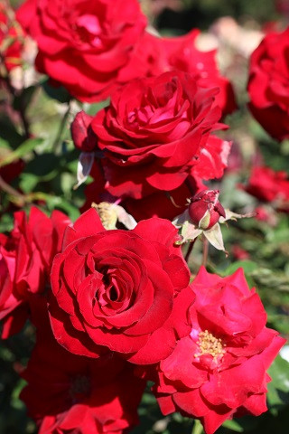Rosa Oh My! (Floribunda) - Devil Mountain Wholesale Nursery