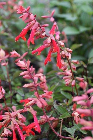 Salvia Ember's Wish - Devil Mountain Wholesale Nursery
