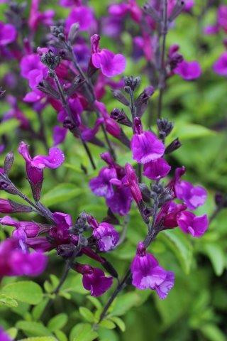 Salvia jamensis 'Vibe Ignition' - Devil Mountain Wholesale Nursery