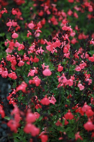 Salvia greggii Mirage™ Salmon - Devil Mountain Wholesale Nursery