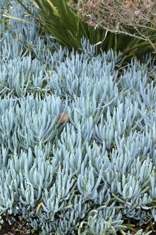Senecio mandraliscae - Devil Mountain Wholesale Nursery
