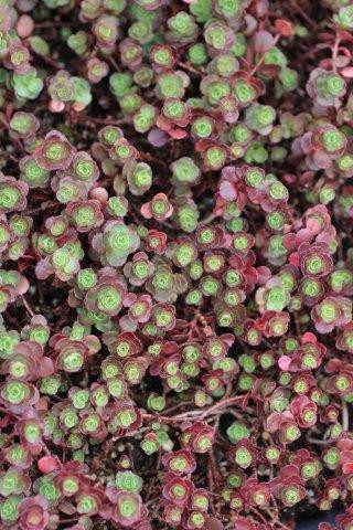 verträgt olivenbaum regen Mini Olivenbaum 