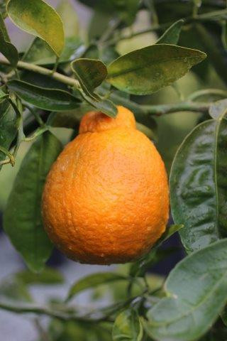 Tangelo Minneola - Devil Mountain Wholesale Nursery