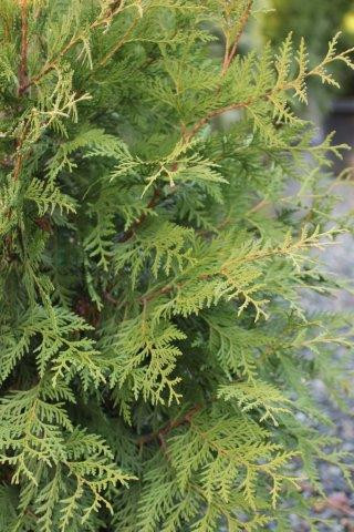 Thuja plicata 'Green Giant' - Devil Mountain Wholesale Nursery