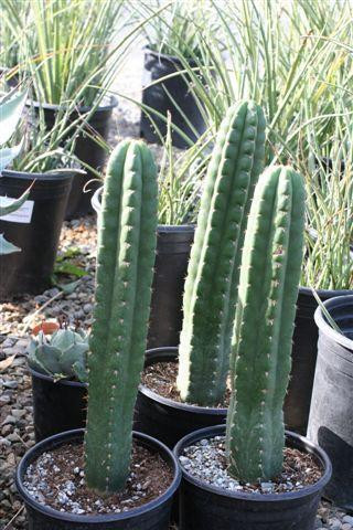 riviva kaktus Crown Cactus main image 0
