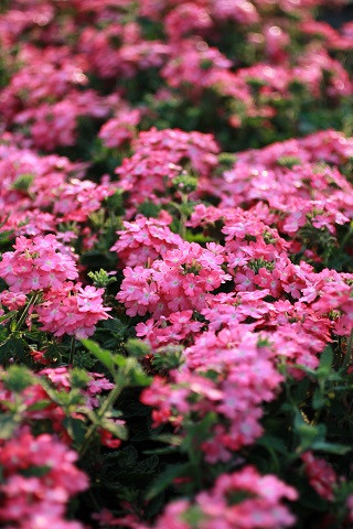 Verbena peruviana Firehouse Pink - Devil Mountain Wholesale Nursery